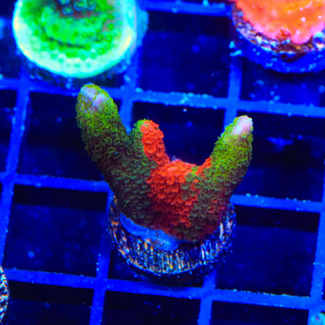 WWC Contraband Grafted Digitata Montipora Coral