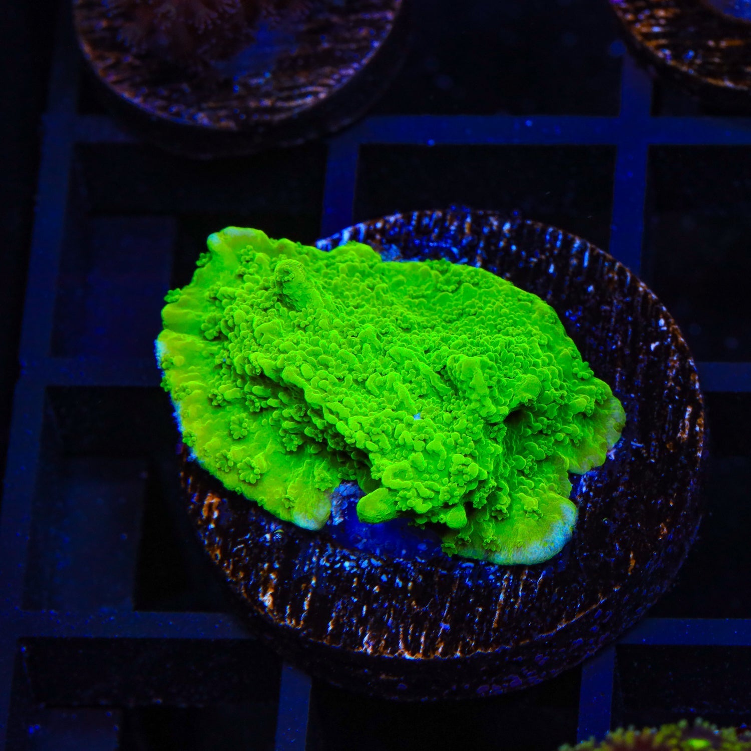 Jake Adams Crystal Experiment Montipora Coral