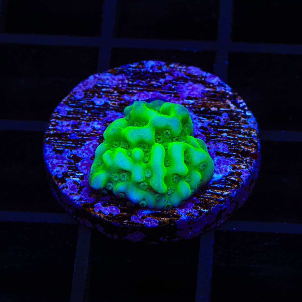 TSA Plutonium Palawanensis Montipora Coral