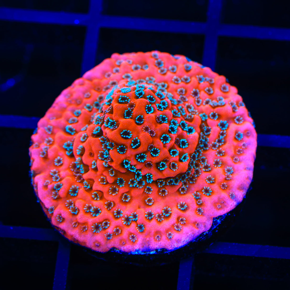 TSA Aqua Rim Montipora Coral