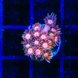 TSA Heart Breaker Goniopora Coral