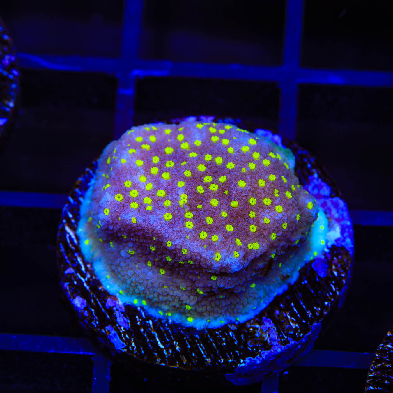 JF Yellow Fever Montipora Coral