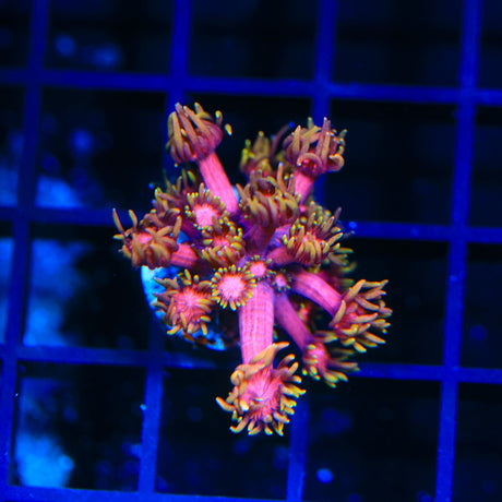 TSA Strawberries on Fire Goniopora Coral