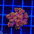 TSA Strawberries on Fire Goniopora Coral