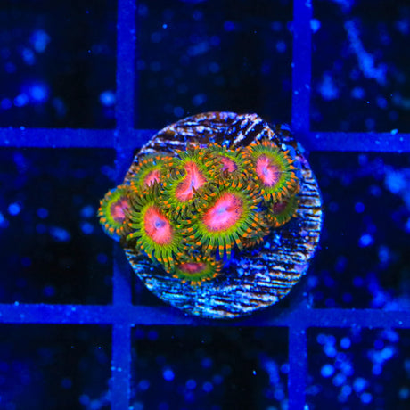 Awesome Blossom Zoanthids Coral