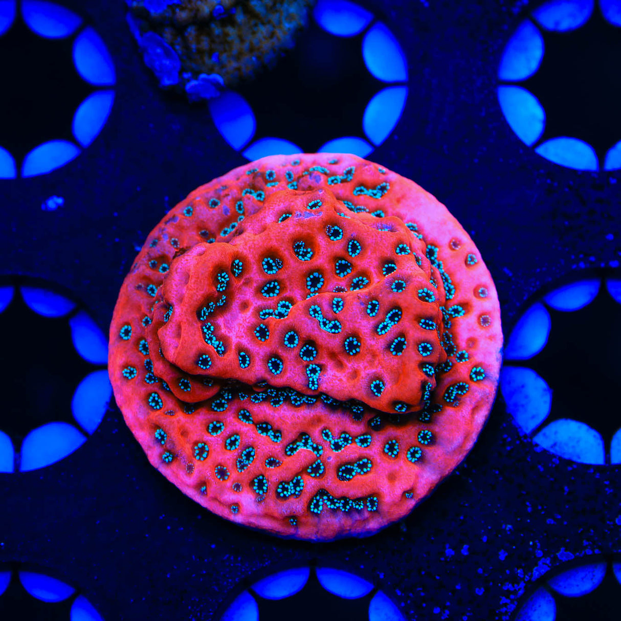 JF Silver Bullet Montipora Coral - Top Shelf Aquatics
