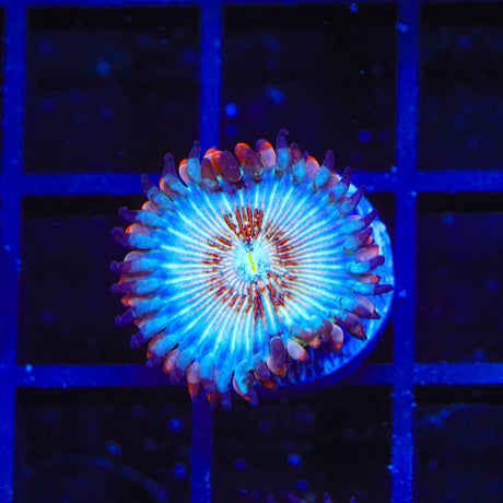 White Zombies Zoanthids Coral