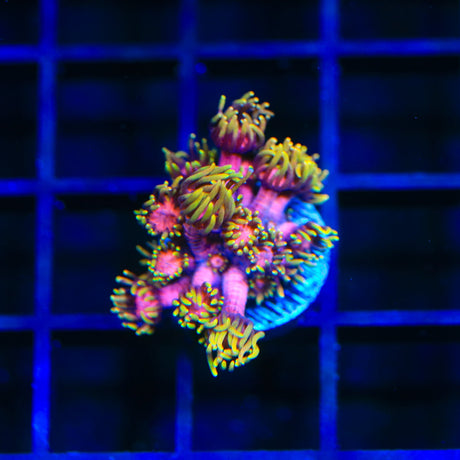 TSA Strawberries on Fire Goniopora Coral