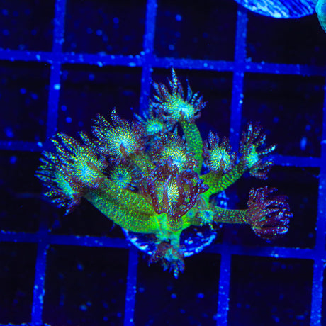 Glitter Bomb Goniopora Coral