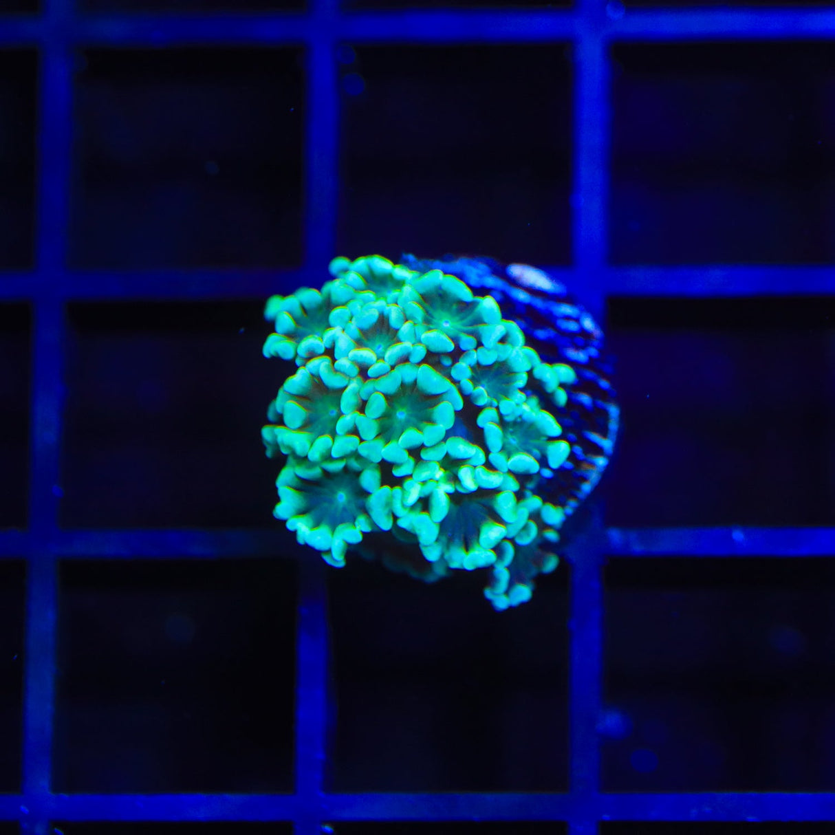 Mint Alveopora Coral