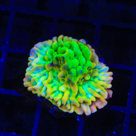 JF Beach Bum Montipora Coral