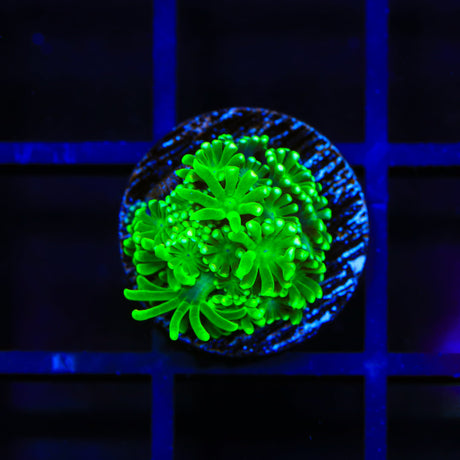 Neon Alveopora Coral