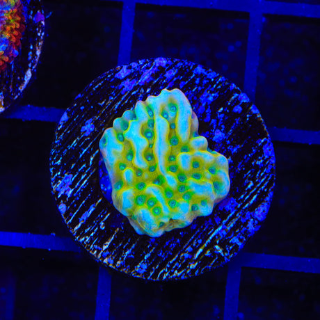 JF Beach Bum Montipora Coral