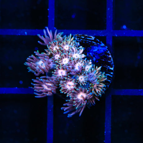 Glitter Goniopora Coral