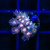 Heart Breaker Goniopora Coral