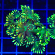 TSA Glow Tip Alveopora Coral