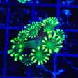 TSA Glow Tip Alveopora Coral