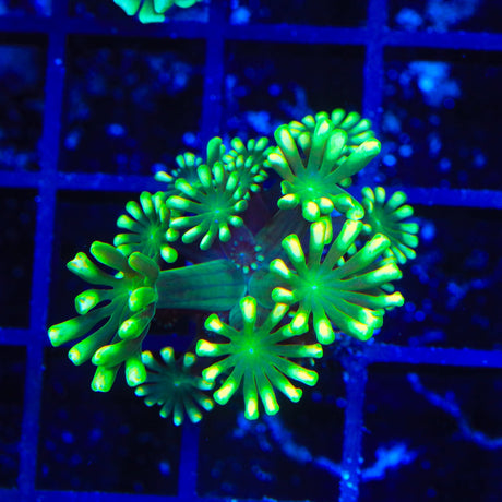 TSA Glow Tip Alveopora Coral