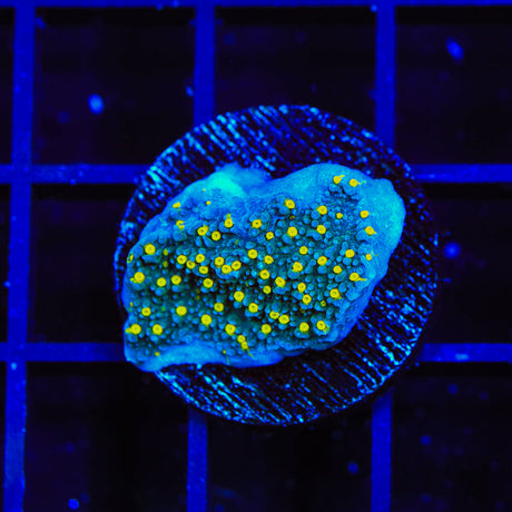 TSA Starry Night Montipora Coral