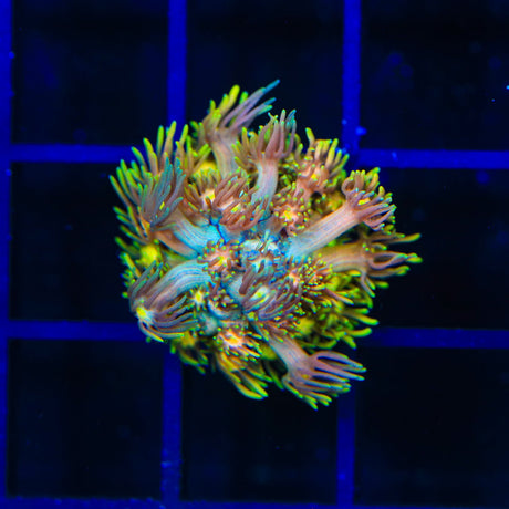 TSA Heart Breaker Goniopora Coral