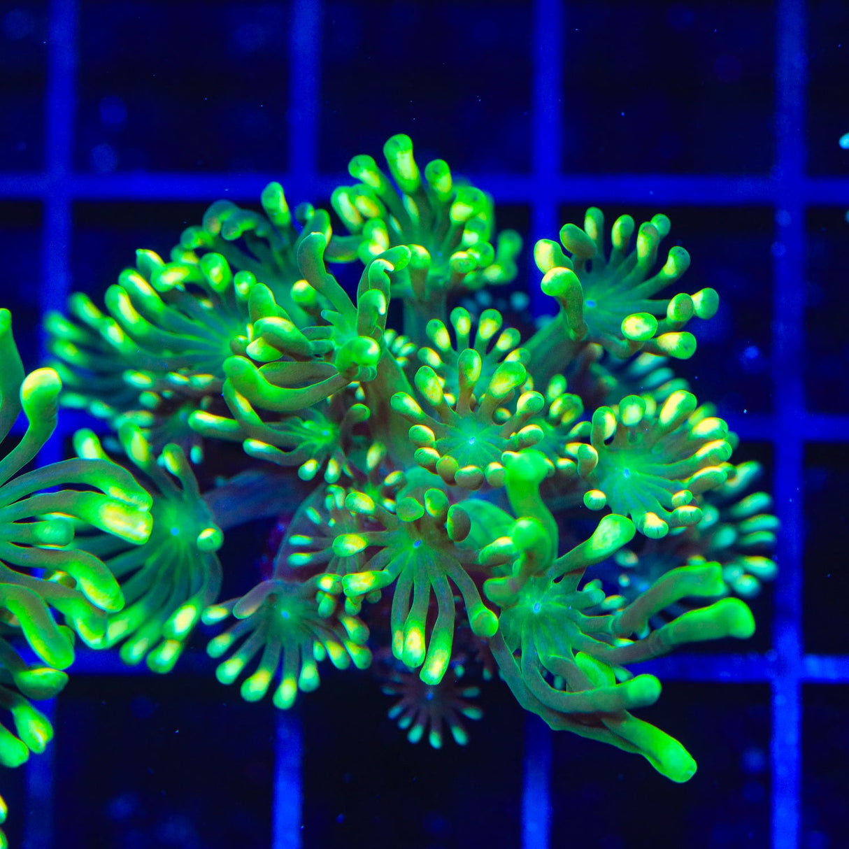 TSA Glow Tip Alveopora Coral