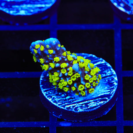 Tubbs Stelatta Montipora Coral