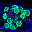 TSA Dreamers Delight Alveopora Coral