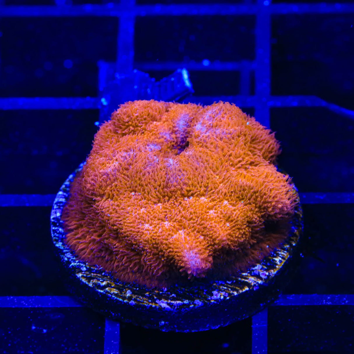 TSA Sunrise Psammocora Coral - Top Shelf Aquatics