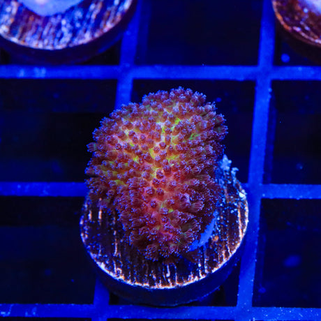 TSA Gold Pocillopora Coral
