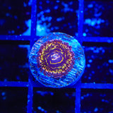 Stratospheres Zoanthids Coral