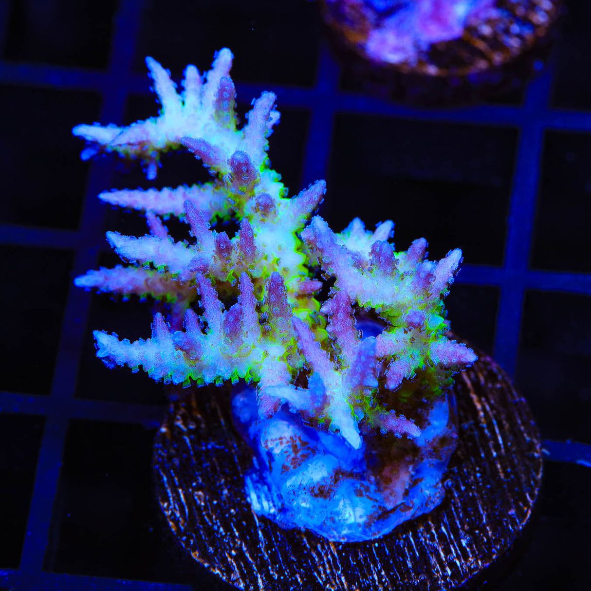 ORA Ponape Birdsnest Coral – Top Shelf Aquatics