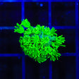 TSA Spearmint Alveopora Coral