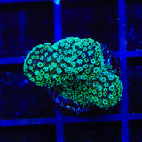 ORA Stellar Stylophora Coral