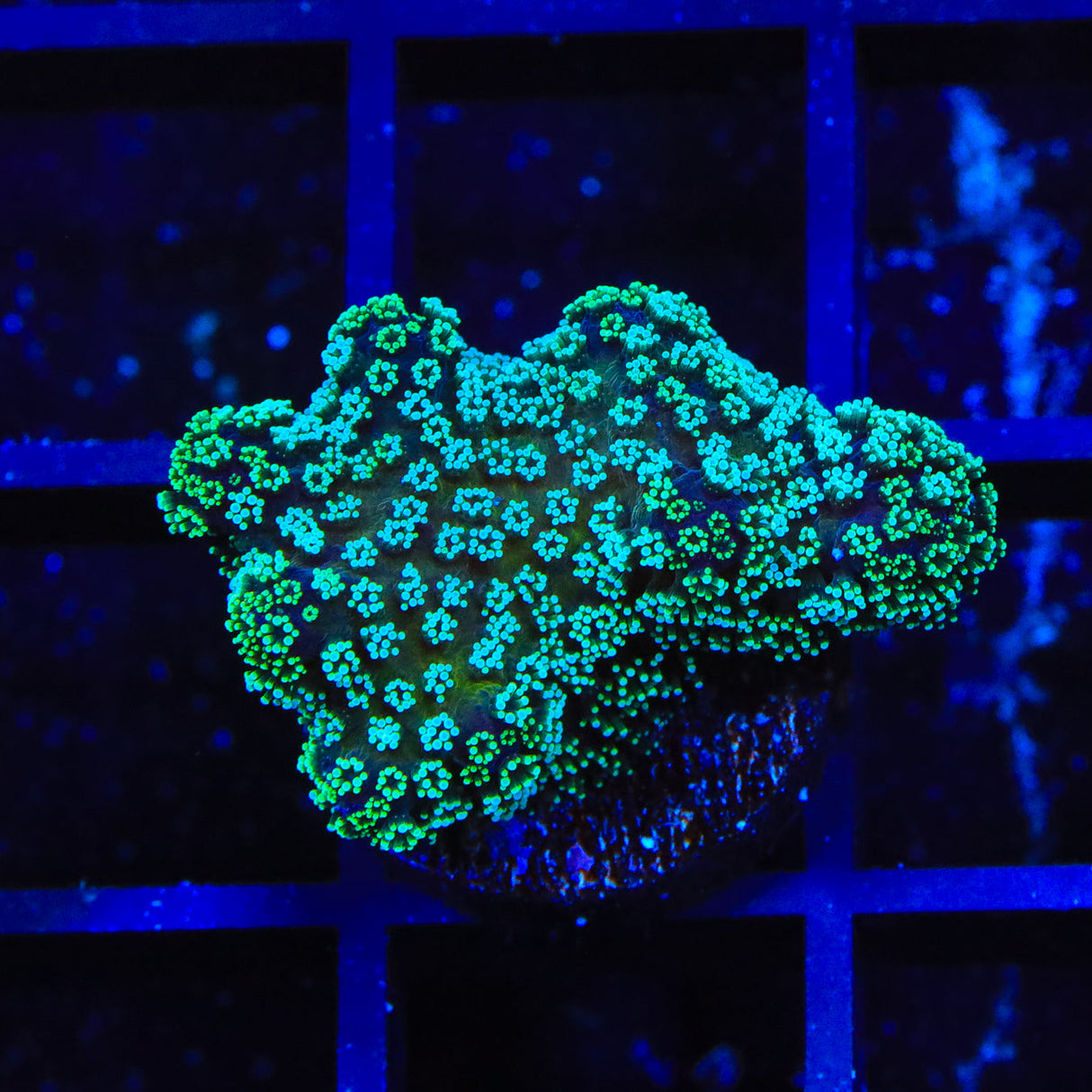 ORA Stellar Stylophora Coral