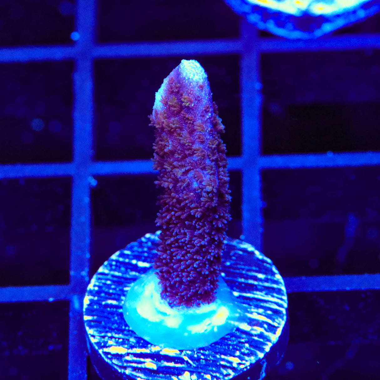 Purple Digitata Montipora Coral