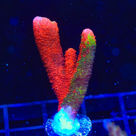 WWC Contraband Grafted Digitata Montipora Coral