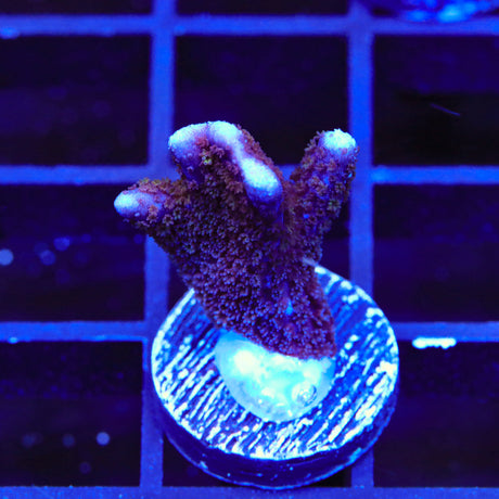 Purple Digitata Montipora Coral