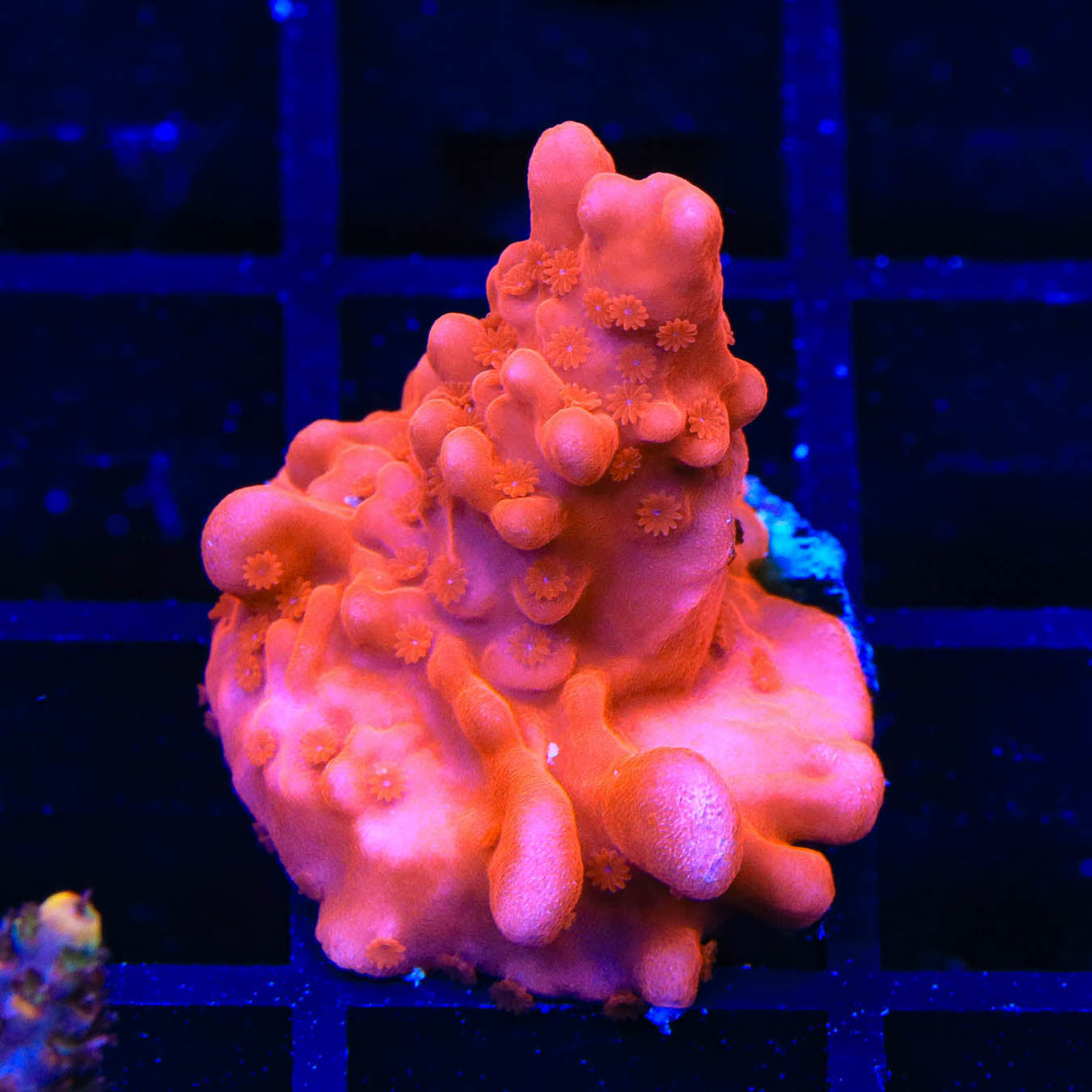 Red Setosa Montipora Coral