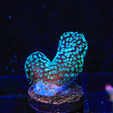 ORA Stellar Stylophora Coral