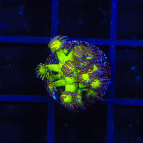 TSA Sparkle Goniopora Coral