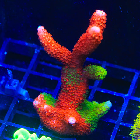 WWC Contraband Grafted Digitata Montipora Coral