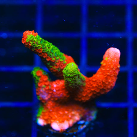 WWC Contraband Grafted Digitata Montipora Coral