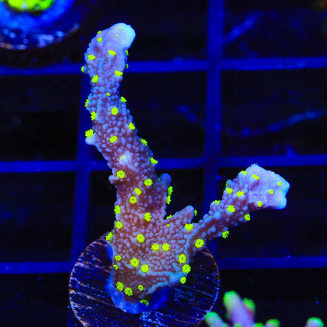 JF Midnight Dynamite Montipora Coral