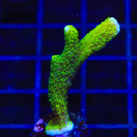 Neon Green Digitata Montipora Coral