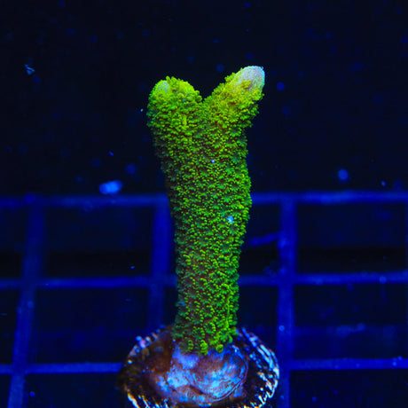 Neon Green Digitata Montipora Coral