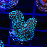 ORA Stellar Stylophora Coral