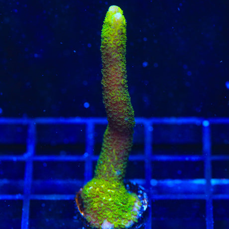 Tubbs Stelatta Montipora Coral