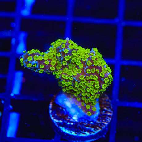 Tubbs Stelatta Montipora Coral