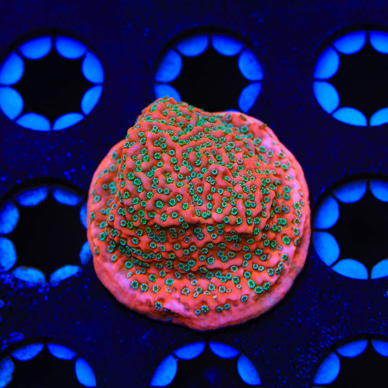 TSA Apple Jacks Montipora Cap Coral