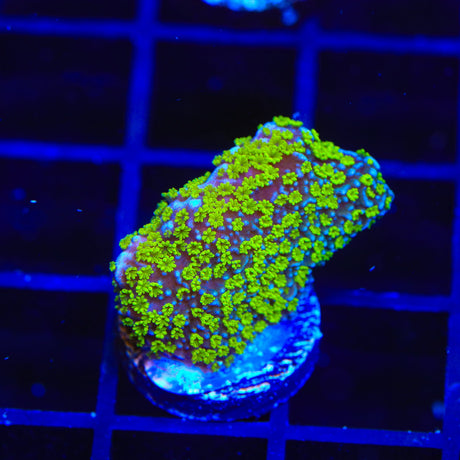 Tubbs Stelatta Montipora Coral